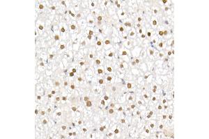 Immunohistochemistry of paraffin-embedded mouse liver using TCE Rabbit mAb (ABIN7270877) at dilution of 1:25 (40x lens). (TCEA1 antibody)