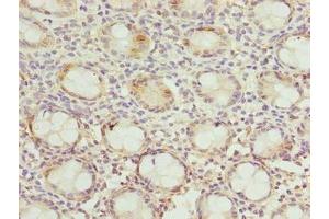 Immunohistochemistry of paraffin-embedded human colon tissue using ABIN7150532 at dilution of 1:100 (DNAJB8 antibody  (AA 1-232))
