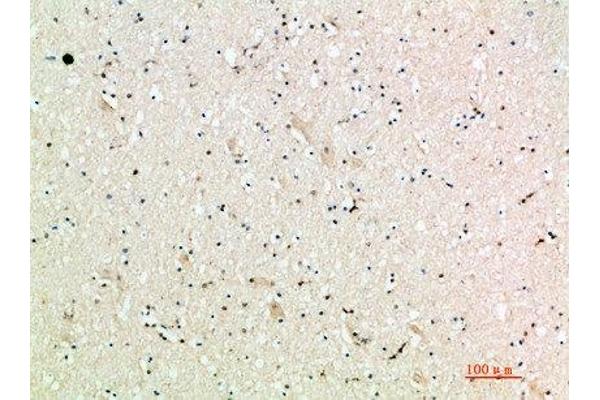 CXCL9 antibody  (AA 90-125)