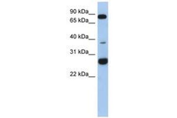 C1ORF110 antibody  (AA 35-84)