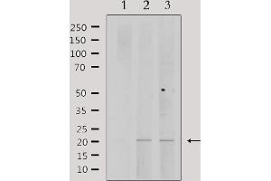 Western blot analysis of extracts from various samples, using PPP1R14C Antibody. (PPP1R14C antibody  (Internal Region))