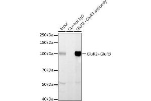 Immunoprecipitation analysis of 600 μg extracts of Mouse brain using 3 μg GluR2+GluR3 antibody (ABIN3016609, ABIN3016610, ABIN3016611, ABIN1678821 and ABIN1678822). (mGluR2/3 antibody)
