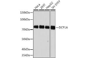 DCP1A antibody