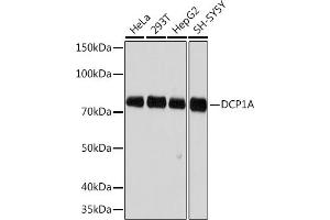 Western blot analysis of extracts of various cell lines, using DCP1A Rabbit mAb (ABIN7266678) at 1:500 dilution. (DCP1A antibody)