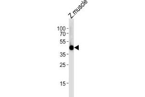 Western Blotting (WB) image for anti-Interferon Regulatory Factor 2 Binding Protein 2 (IRF2BP2) antibody (ABIN3004746) (IRF2BP2 antibody)