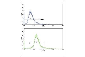 Flow cytometric analysis of 293 cells using GPT Antibody (N-term )(bottom histogram) compared to a negative control cell (top histogram).