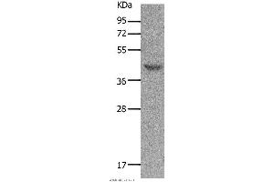 Western blot analysis of Mouse muscle tissue, using MC5R Polyclonal Antibody at dilution of 1:1200 (MC5 Receptor antibody)