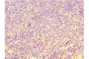Immunohistochemistry of paraffin-embedded human tonsil tissue using ABIN7147558 at dilution of 1:100 (CHI3L2 antibody  (AA 27-390))