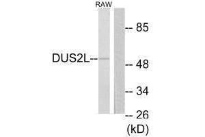 Western blot analysis of extracts from RAW264. (DUSL2 antibody  (C-Term))