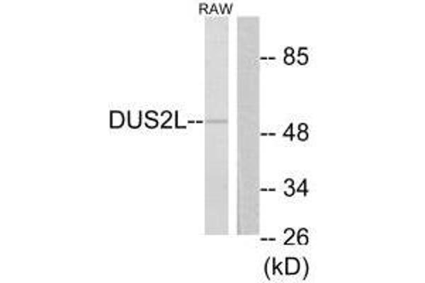 DUSL2 抗体  (C-Term)