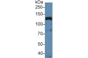 Western Blot; Sample: Human Hela cell lysate; Primary Ab: 5µg/ml Rabbit Anti-Human NUP133 Antibody Second Ab: 0. (NUP133 antibody  (AA 899-1091))