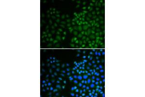 Immunofluorescence (IF) image for anti-Nuclear Receptor Subfamily 0, Group B, Member 2 (NR0B2) (AA 1-257) antibody (ABIN3015601)