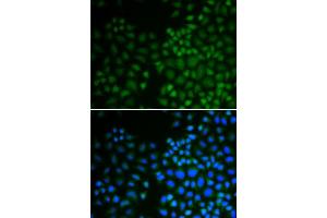 Immunofluorescence (IF) image for anti-Nuclear Receptor Subfamily 0, Group B, Member 2 (NR0B2) (AA 1-257) antibody (ABIN6218962)