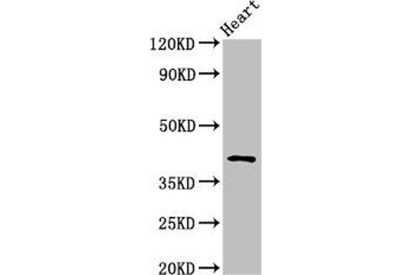 JAM3 antibody  (AA 119-235)