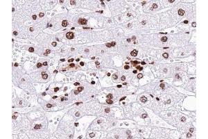 ABIN6277447 at 1/100 staining human liver tissue sections by IHC-P. (Neurogenin 1 antibody  (Internal Region))