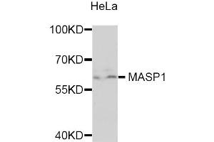 Western blot analysis of extracts of HeLa cells, using MASP1 antibody (ABIN5975387) at 1/1000 dilution. (MASP1 antibody)