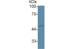 Western Blot; Sample: Human Hela cell lysate; Primary Ab: 3µg/ml Rabbit Anti-Mouse GATA2 Antibody Second Ab: 0. (GATA2 antibody  (AA 117-338))