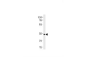 DANRE pax2a Antibody (Center) Azb10018a western blot analysis in zebra fish brain tissue lysates (35 μg/lane). (PAX2A antibody  (AA 258-284))