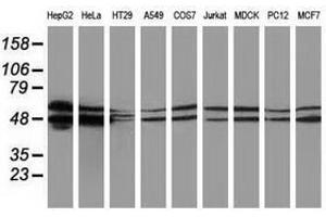 Image no. 2 for anti-Protein Kinase C and Casein Kinase Substrate in Neurons 3 (PACSIN3) antibody (ABIN1500012) (PACSIN3 antibody)