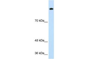 WB Suggested Anti-SREBF1 Antibody Titration:  0.