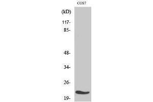 Western Blotting (WB) image for anti-Mitochondrial Ribosomal Protein L11 (MRPL11) (Internal Region) antibody (ABIN3185641) (MRPL11 antibody  (Internal Region))