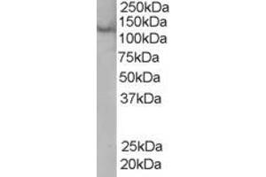 ABIN185061 (0. (Rabenosyn 5 antibody  (C-Term))