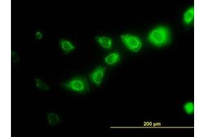 Image no. 2 for anti-Calpain, Small Subunit 1 (CAPNS1) (AA 172-260) antibody (ABIN598500) (Calpain S1 antibody  (AA 172-260))