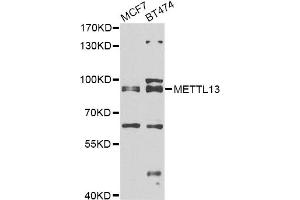 Western blot analysis of extracts of various cell lines, using METTL13 antibody. (METTL13 antibody)