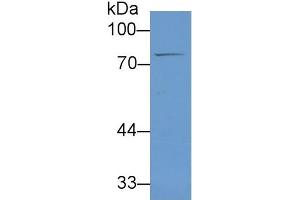 Rabbit Detection antibody from the kit in WB with Positive Control: Human liver lysate. (Lactoferrin CLIA Kit)