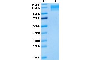 Mouse Semaphorin 4D on Tris-Bis PAGE under reduced condition. (SEMA4D/CD100 Protein (AA 24-733) (His tag))