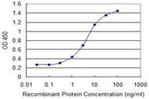Detection limit for recombinant GST tagged RPP40 is 0. (RPP40 antibody  (AA 295-363))