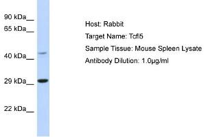 Host: Rabbit Target Name: Tcfl5 Sample Type: Mouse Spleen lysates Antibody Dilution: 1. (TCFL5 antibody  (N-Term))