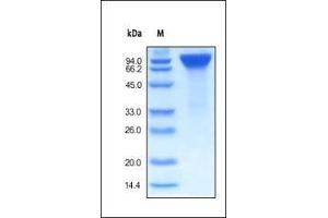 Human EGF R, Fc Tag on SDS-PAGE under reducing (R) condition.