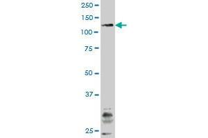 JAK3 monoclonal antibody (M04A), clone 2D5 Western Blot analysis of JAK3 expression in K-562 .