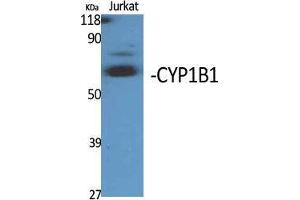 Western Blot (WB) analysis of specific cells using CYP1B1 Polyclonal Antibody. (CYP1B1 antibody  (Internal Region))