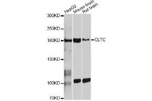 Western blot analysis of extracts of various cell lines, using CLTC antibody.