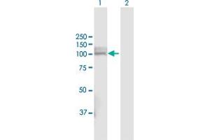 PHEX antibody  (AA 1-749)