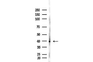 Western blot analysis of lysates from Rat brain, using alpha-SMA Antibody at 1/1000 dilution.