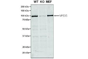 Western Blot analysis of Human, Mouse A549, MEF showing detection of VPS35 protein using Mouse Anti-VPS35 Monoclonal Antibody, Clone 7E4 (ABIN6932927).