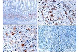 Immunohistochemistry (Paraffin-embedded Sections) (IHC (p)) image for anti-EPH Receptor B1 (EPHB1) (AA 955-984), (C-Term) antibody (ABIN391917)