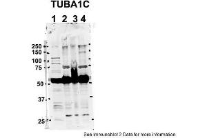 Sample Type: 1. (TUBA1C antibody  (C-Term))