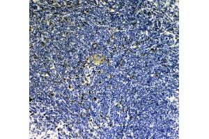 anti-Interleukin 33 (IL33) (AA 102-264) antibody