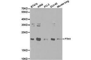 Western Blotting (WB) image for anti-Ferritin, Heavy Polypeptide 1 (FTH1) antibody (ABIN1872747) (FTH1 antibody)