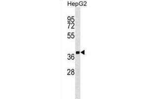 Western Blotting (WB) image for anti-Secretory Carrier Membrane Protein 2 (SCAMP2) antibody (ABIN2999377)