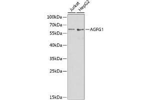 Western blot analysis of extracts of various cell lines, using  antibody (ABIN6132811, ABIN6136626, ABIN6136628 and ABIN6217524) at 1:1000 dilution. (AGFG1 antibody  (AA 1-280))