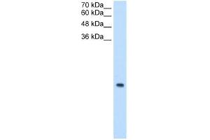 MRPS12 antibody used at 0. (MRPS12 antibody  (N-Term))