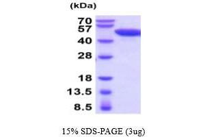 SDS-PAGE (SDS) image for Enolase 2 (Gamma, Neuronal) (ENO2) (AA 1-434) (Active) protein (His tag) (ABIN5778502)