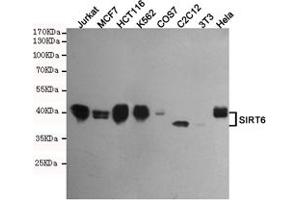 SIRT6 antibody