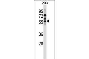 Mouse Camk2d Antibody (Center) (ABIN657721 and ABIN2846708) western blot analysis in 293 cell line lysates (35 μg/lane).