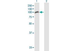 TRAF3IP1 antibody  (AA 1-625)